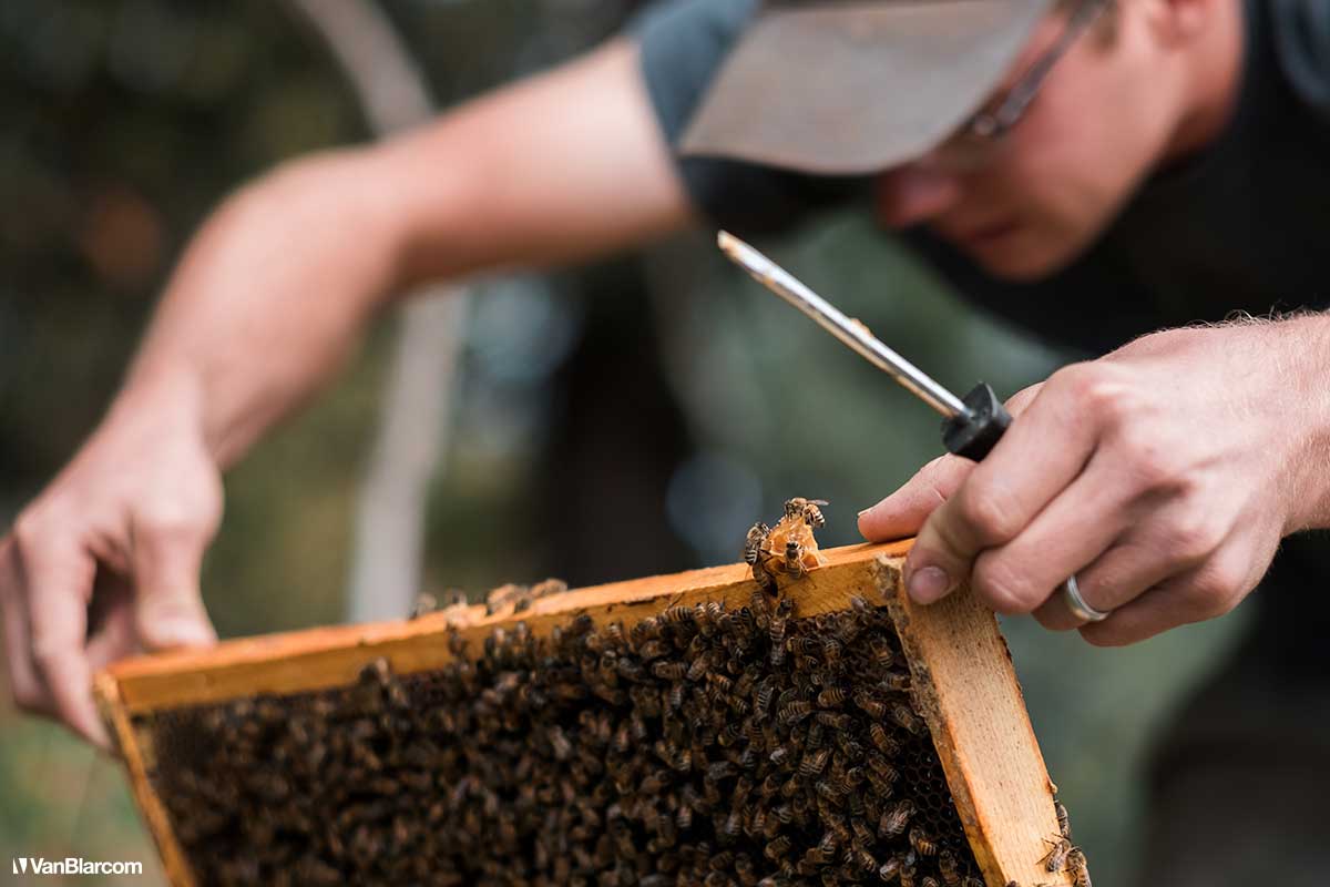 Peterson Farm Apiary