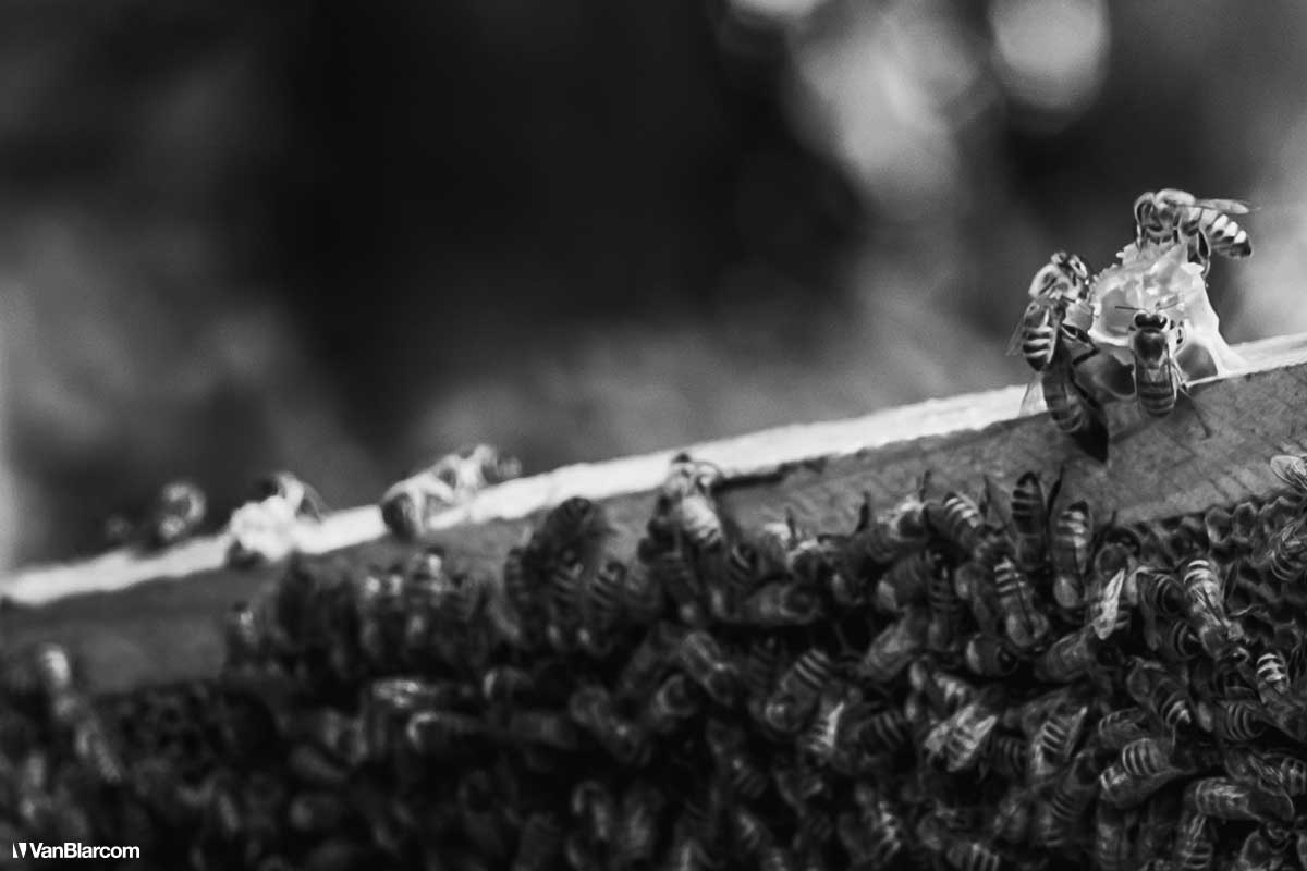 Peterson Farm Apiary