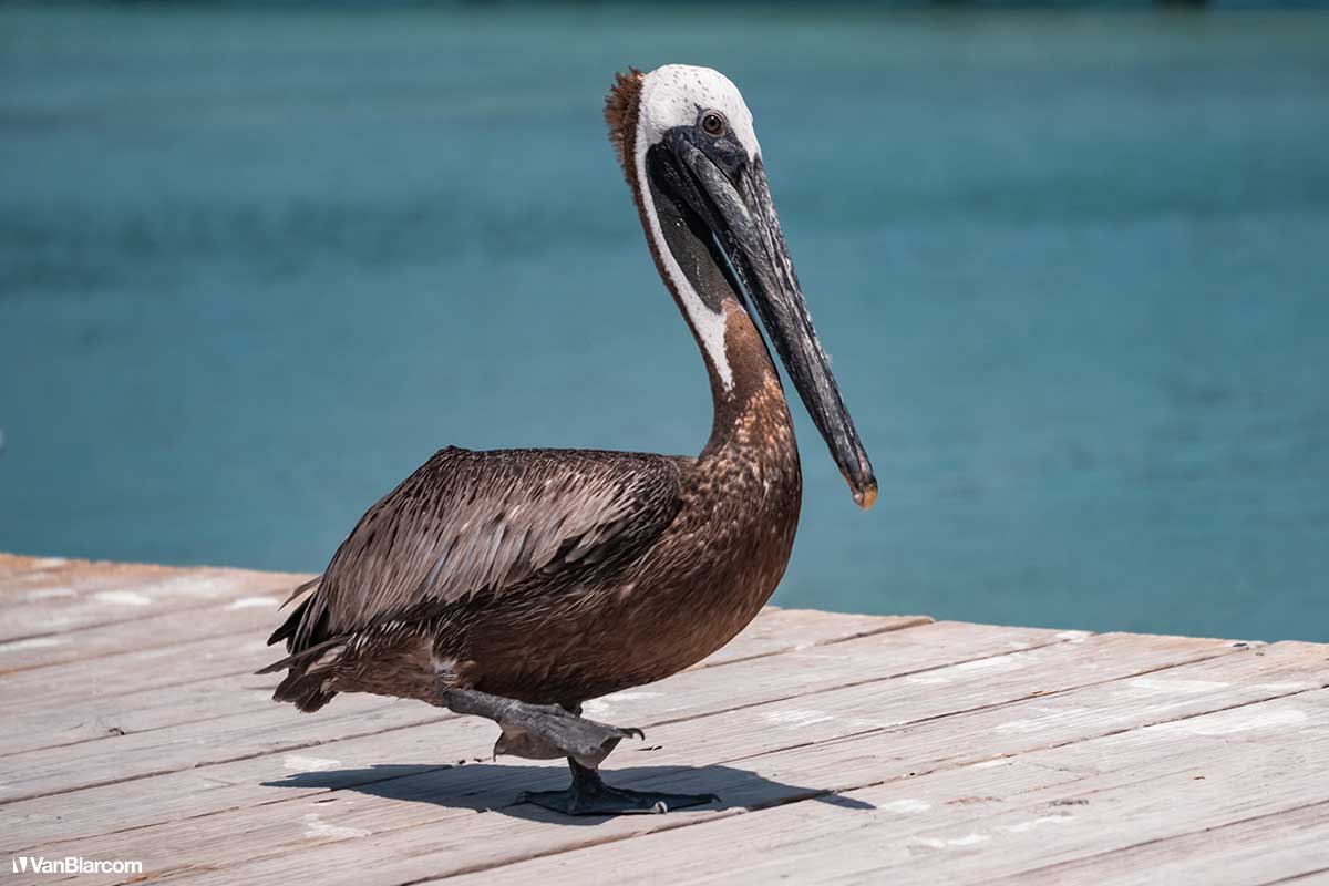 The Florida Keys